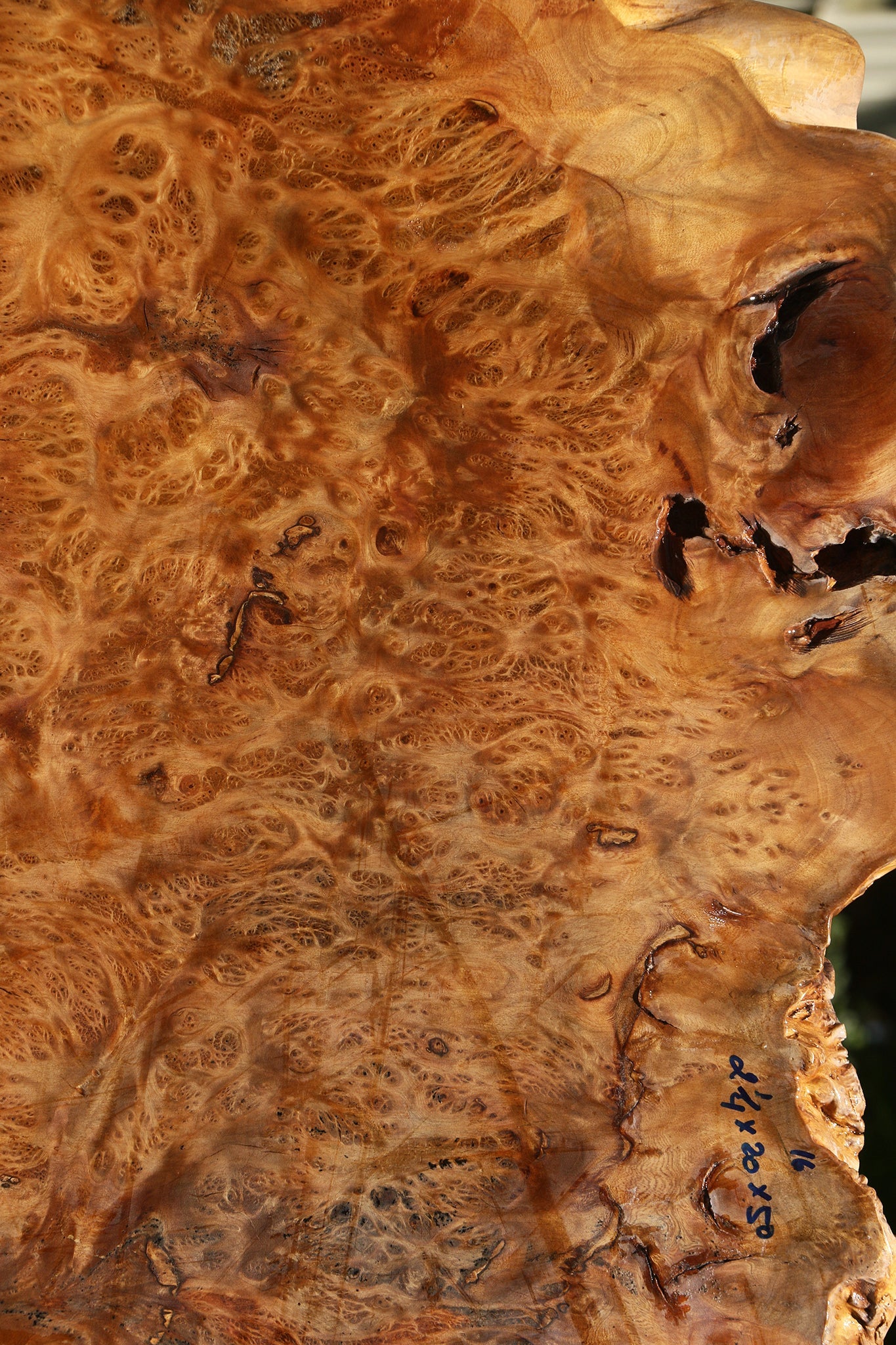 Asian Satinwood Burl Live Edge Mini Slab (Free Shipping Excluded)
