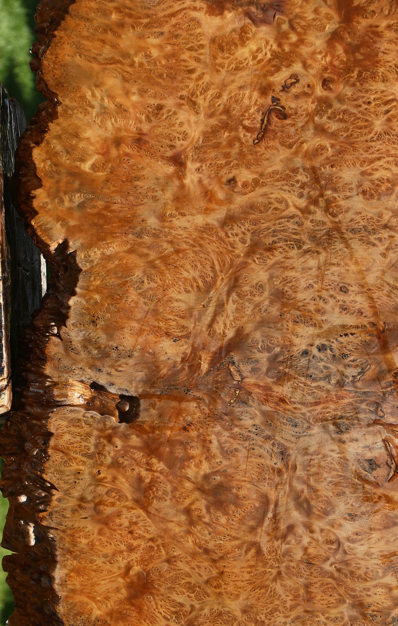Asian Satinwood Burl Live Edge Mini Slab (Free Shipping Excluded)