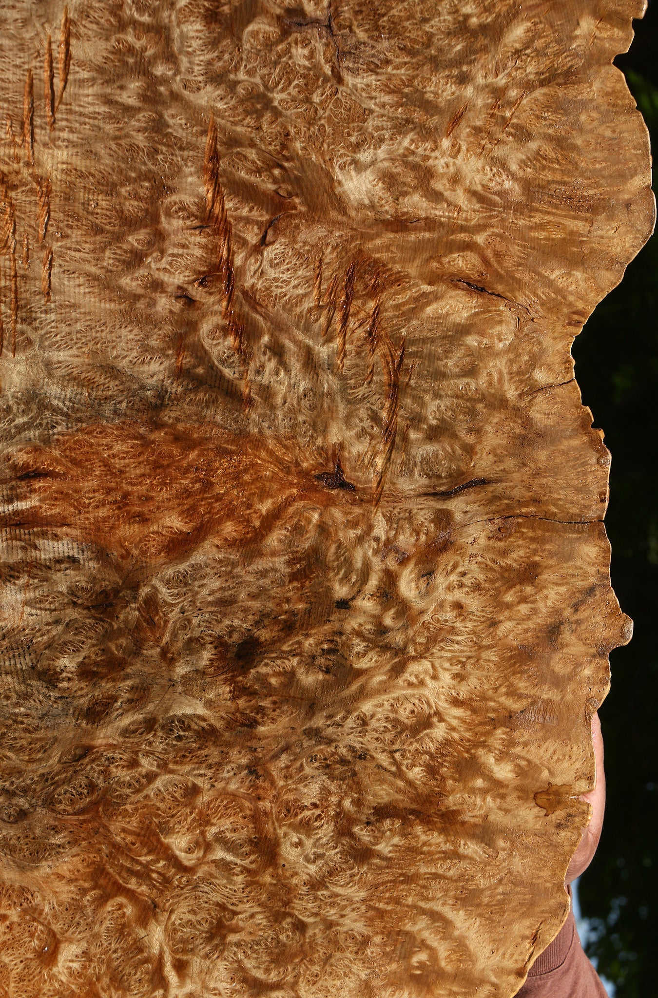 Asian Satinwood Burl Live Edge Mini Slab (Free Shipping Excluded)