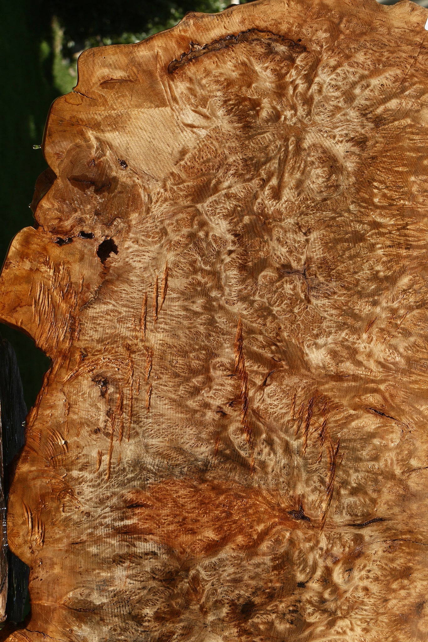 Asian Satinwood Burl Live Edge Mini Slab (Free Shipping Excluded)