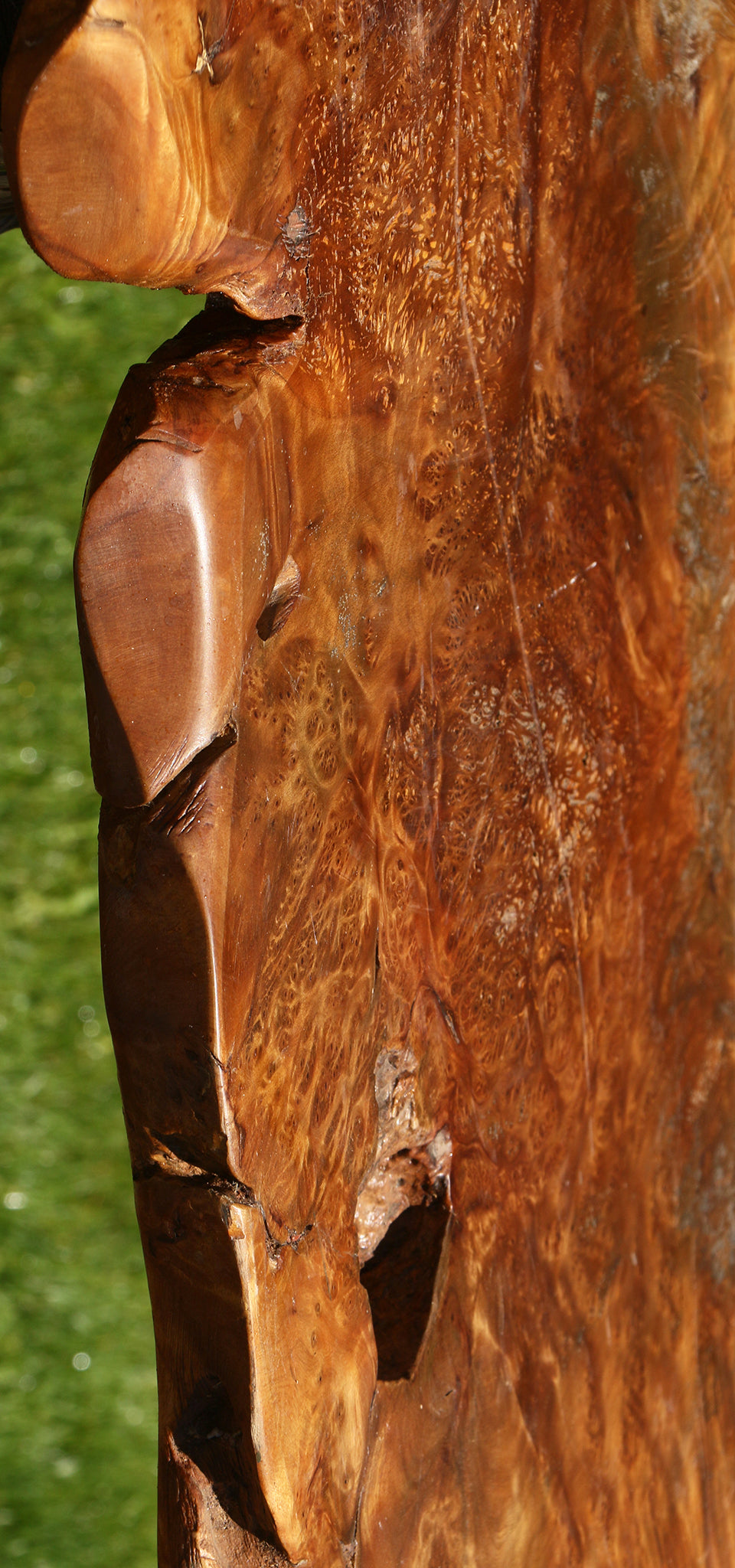 Asian Satinwood Burl Live Edge Mini Slab (Free Shipping Excluded)