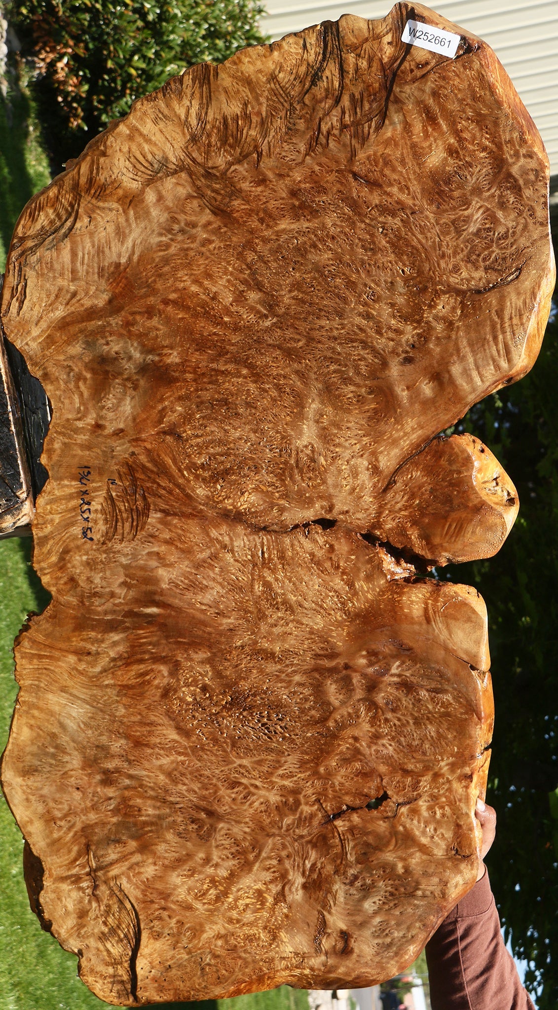Asian Satinwood Burl Live Edge Mini Slab (Free Shipping Excluded)