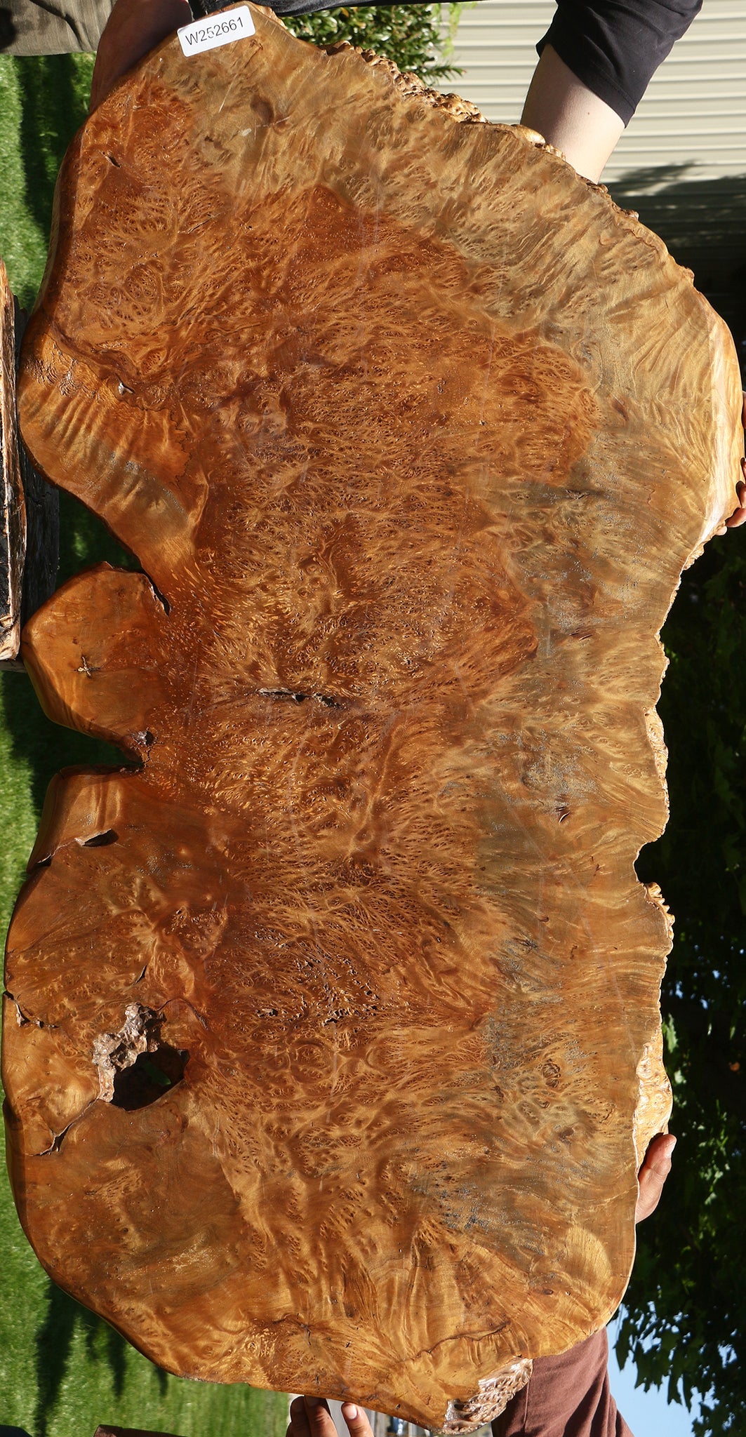 Asian Satinwood Burl Live Edge Mini Slab (Free Shipping Excluded)