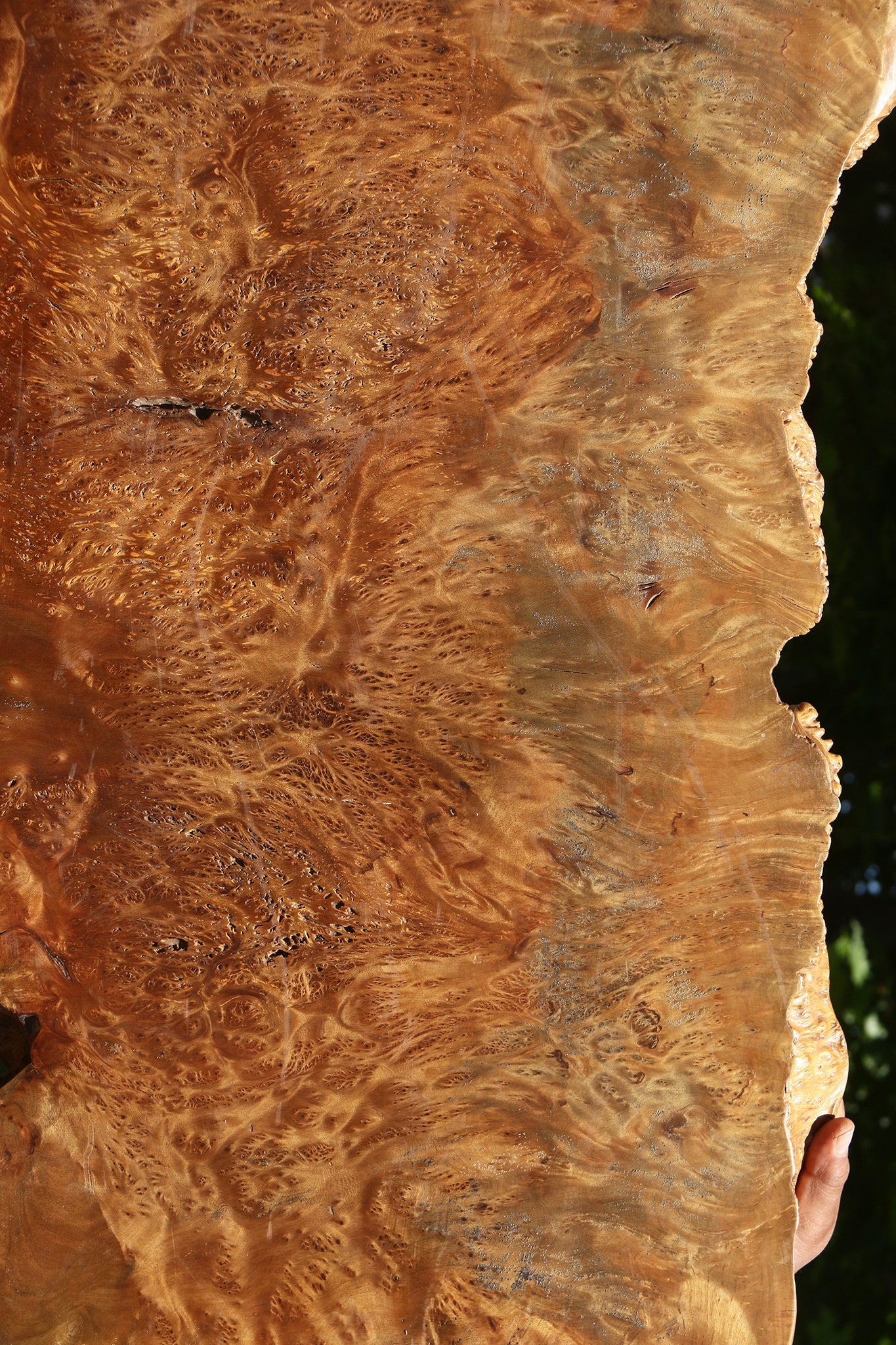 Asian Satinwood Burl Live Edge Mini Slab (Free Shipping Excluded)