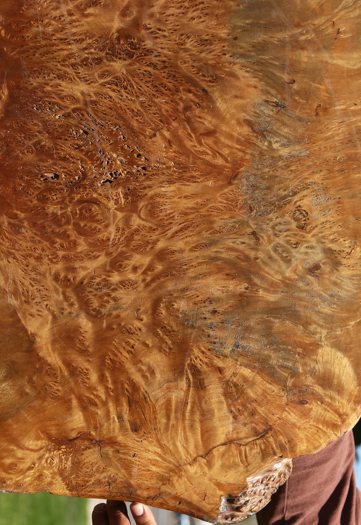 Asian Satinwood Burl Live Edge Mini Slab (Free Shipping Excluded)