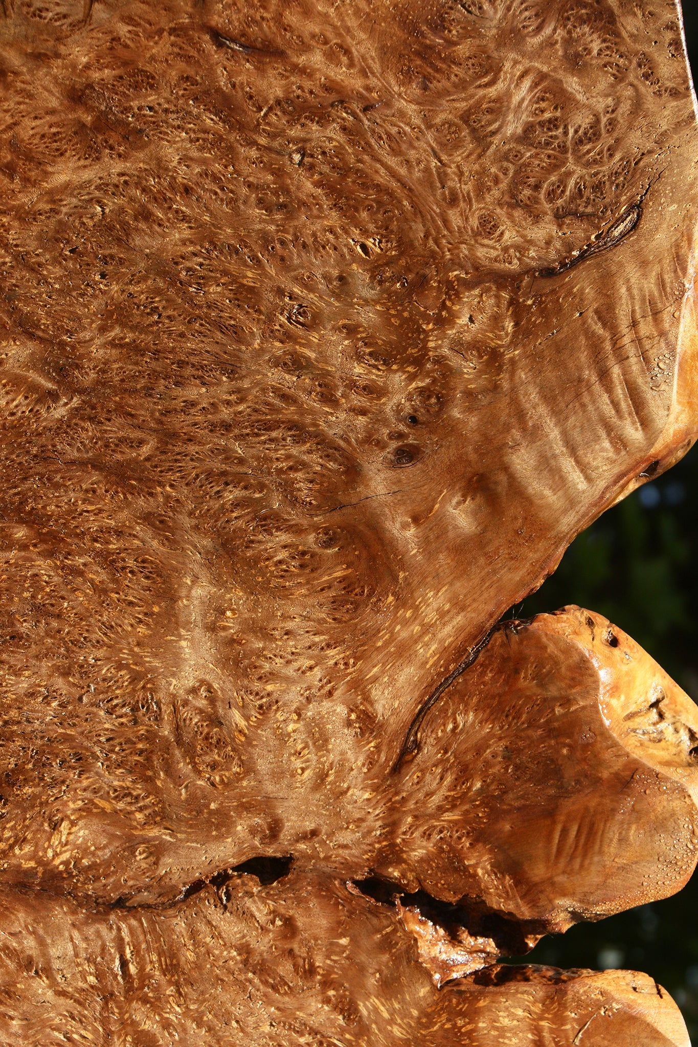 Asian Satinwood Burl Live Edge Mini Slab (Free Shipping Excluded)