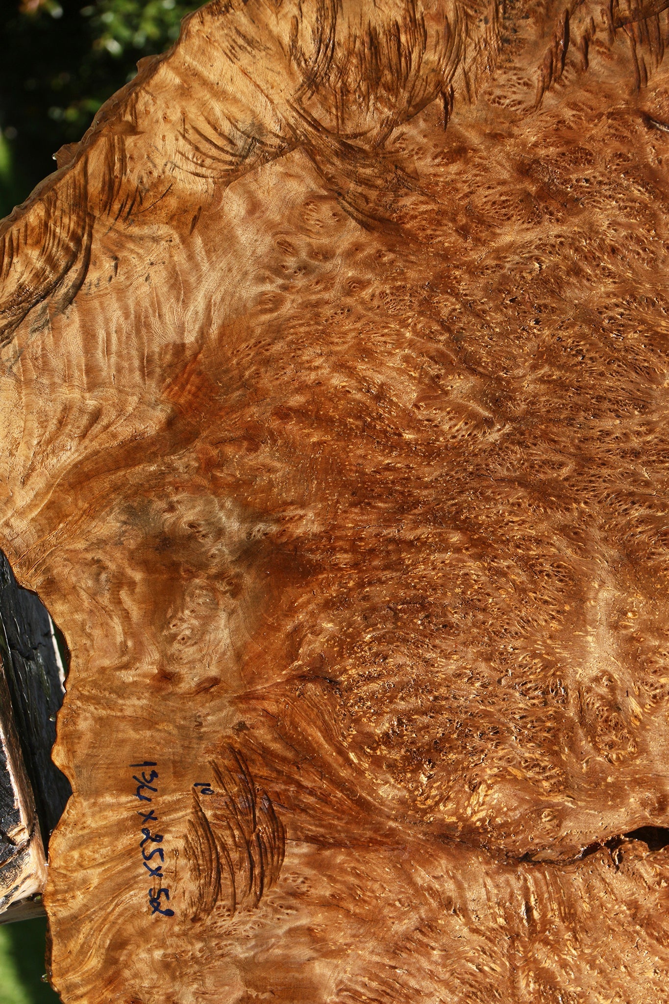 Asian Satinwood Burl Live Edge Mini Slab (Free Shipping Excluded)