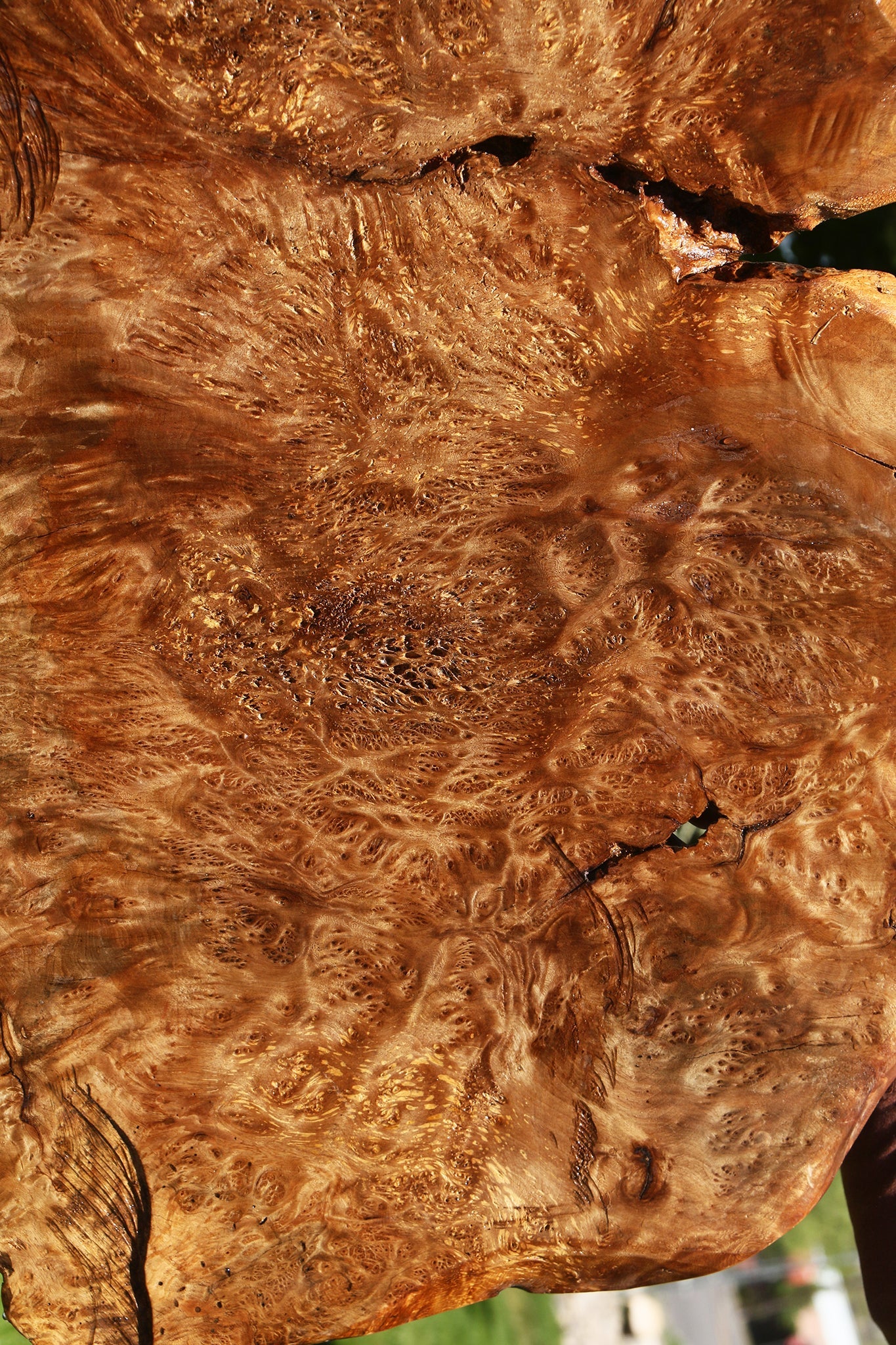 Asian Satinwood Burl Live Edge Mini Slab (Free Shipping Excluded)