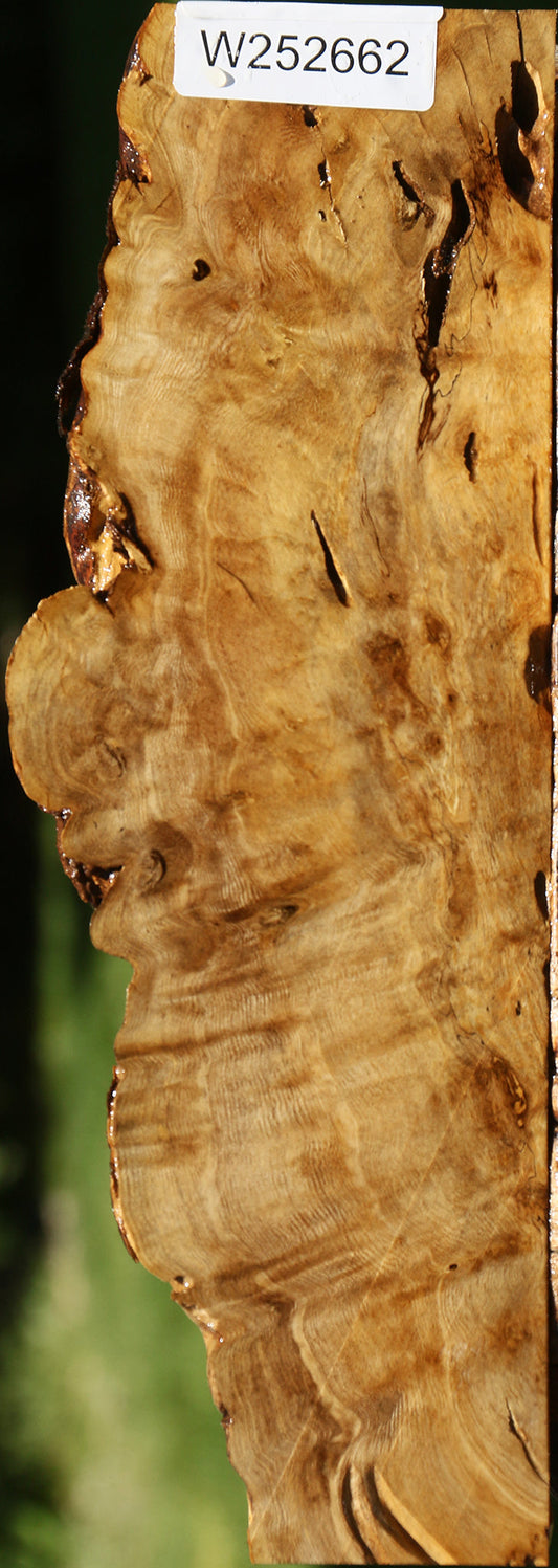 Rustic Crepe Myrtle Burl Live Edge Lumber
