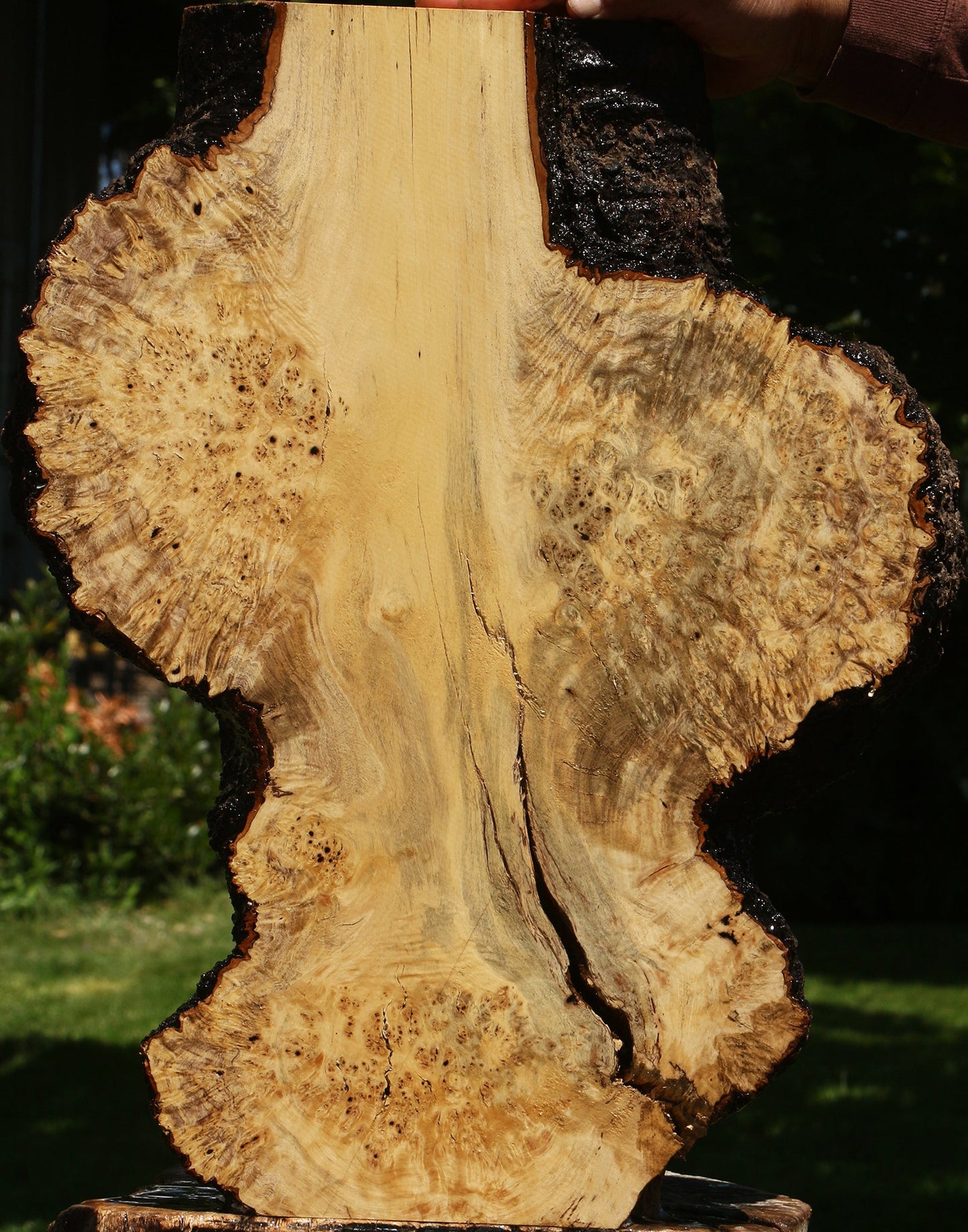 Black and White Ebony Burl Live Edge Mini Slab