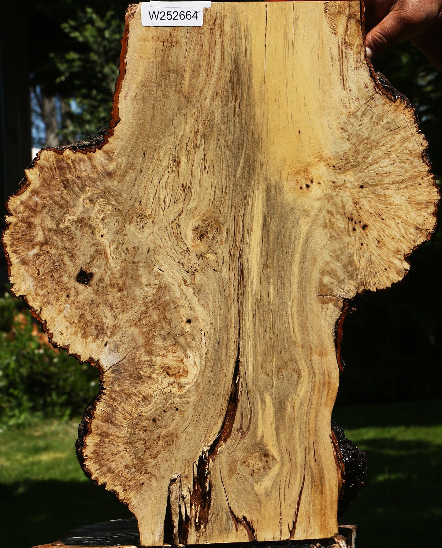 Black and White Ebony Burl Live Edge Mini Slab