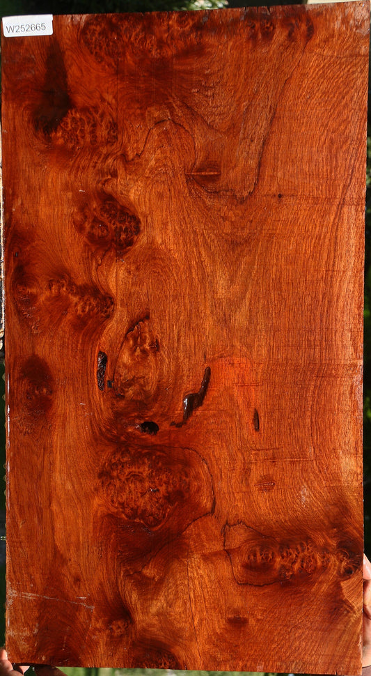 Amboyna Burl Mini Slab