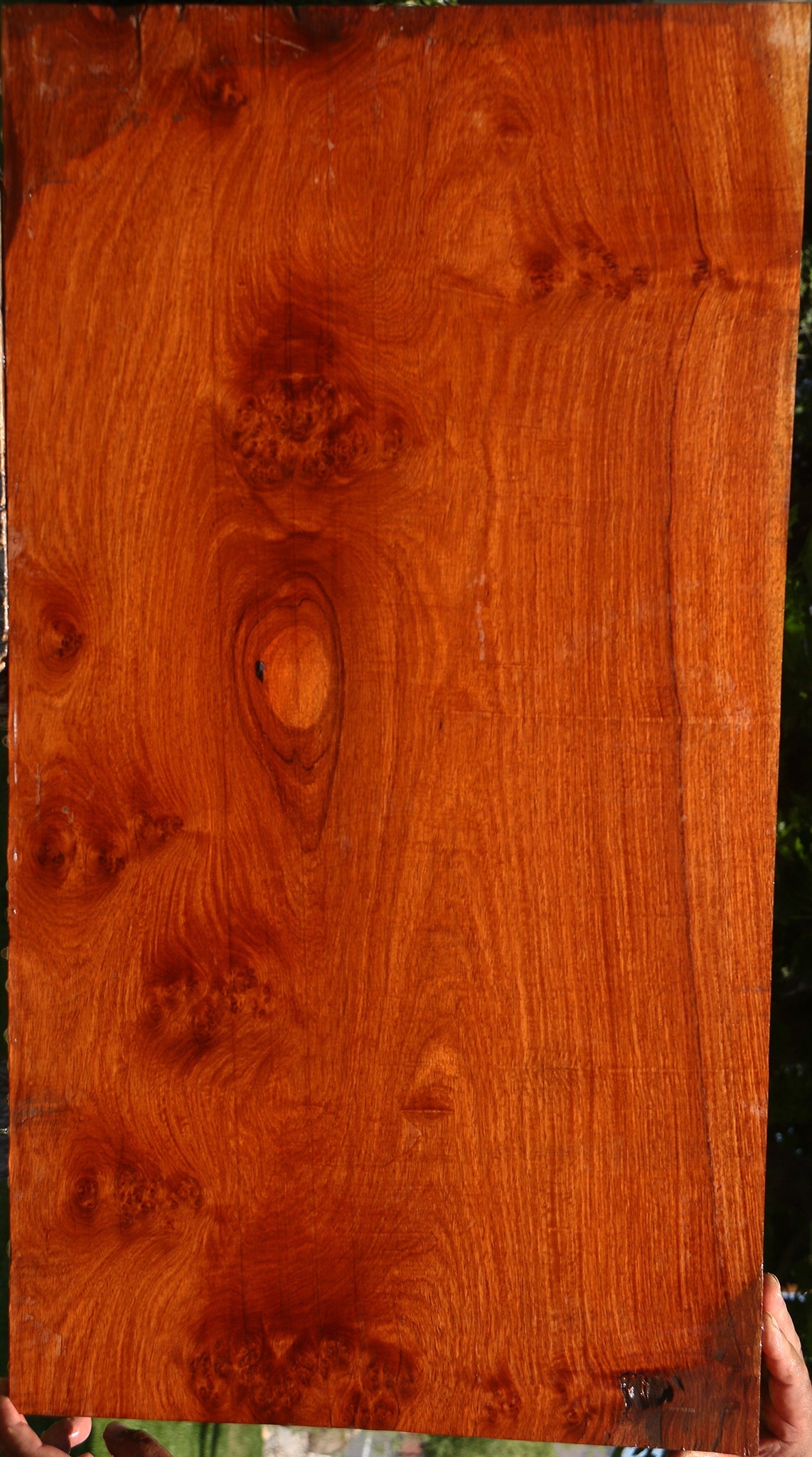 Amboyna Burl Mini Slab