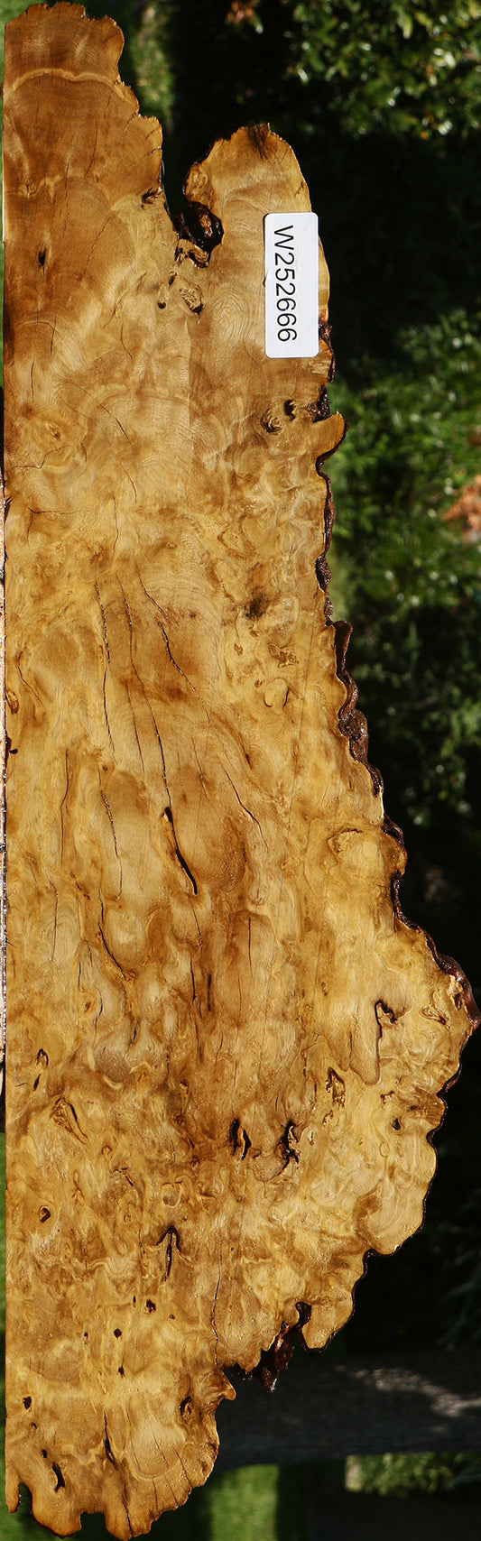 Rustic Crepe Myrtle Burl Live Edge Slice