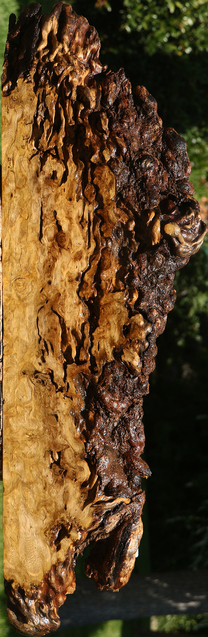 Rustic Crepe Myrtle Burl Live Edge Slice