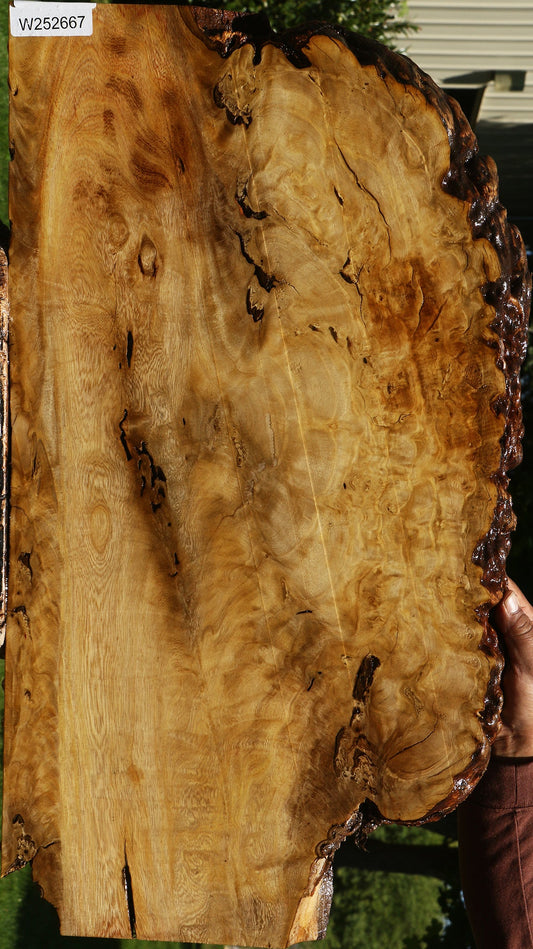 Rustic Crepe Myrtle Burl Live Edge Mini Slab