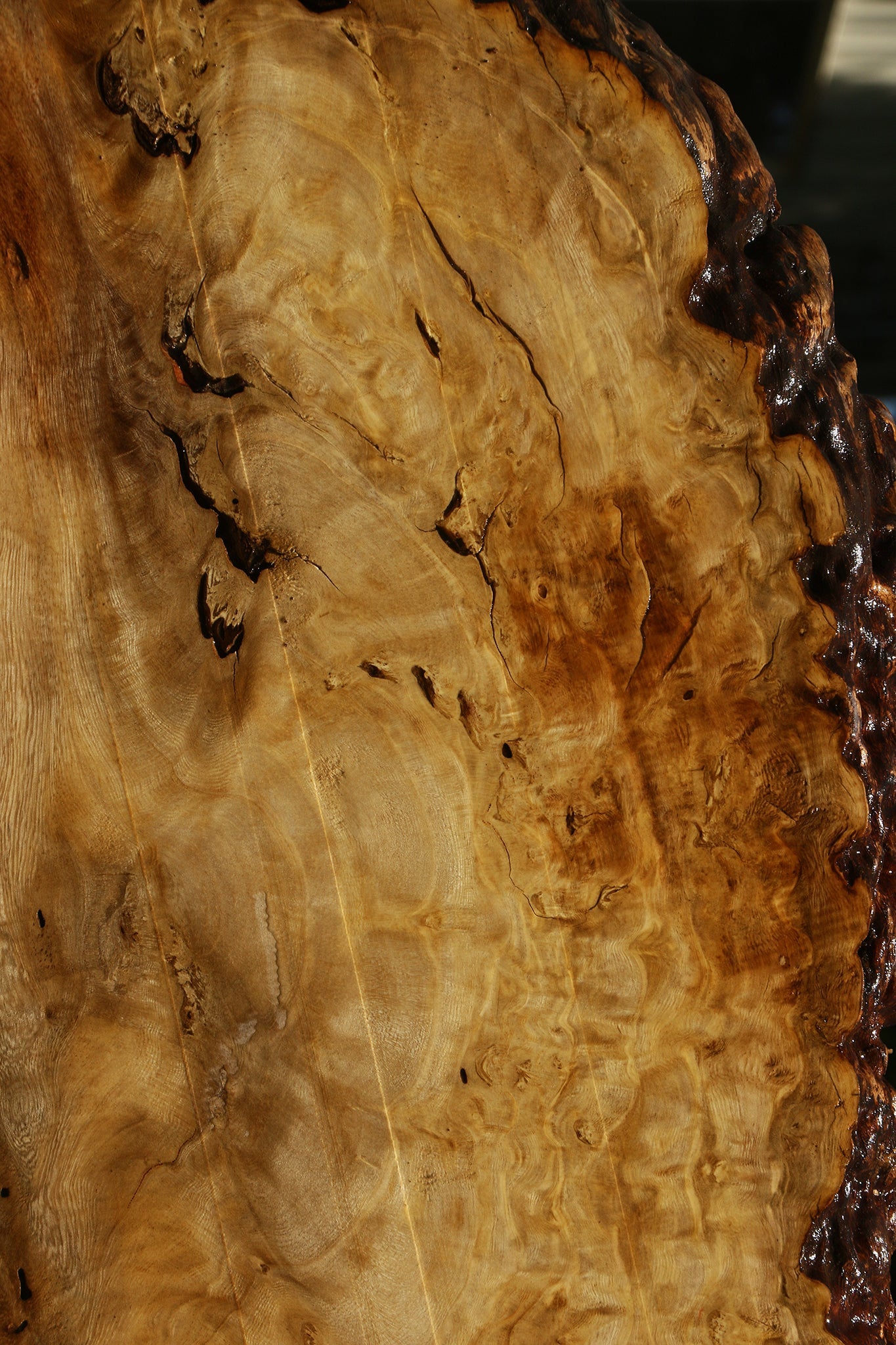 Rustic Crepe Myrtle Burl Live Edge Mini Slab