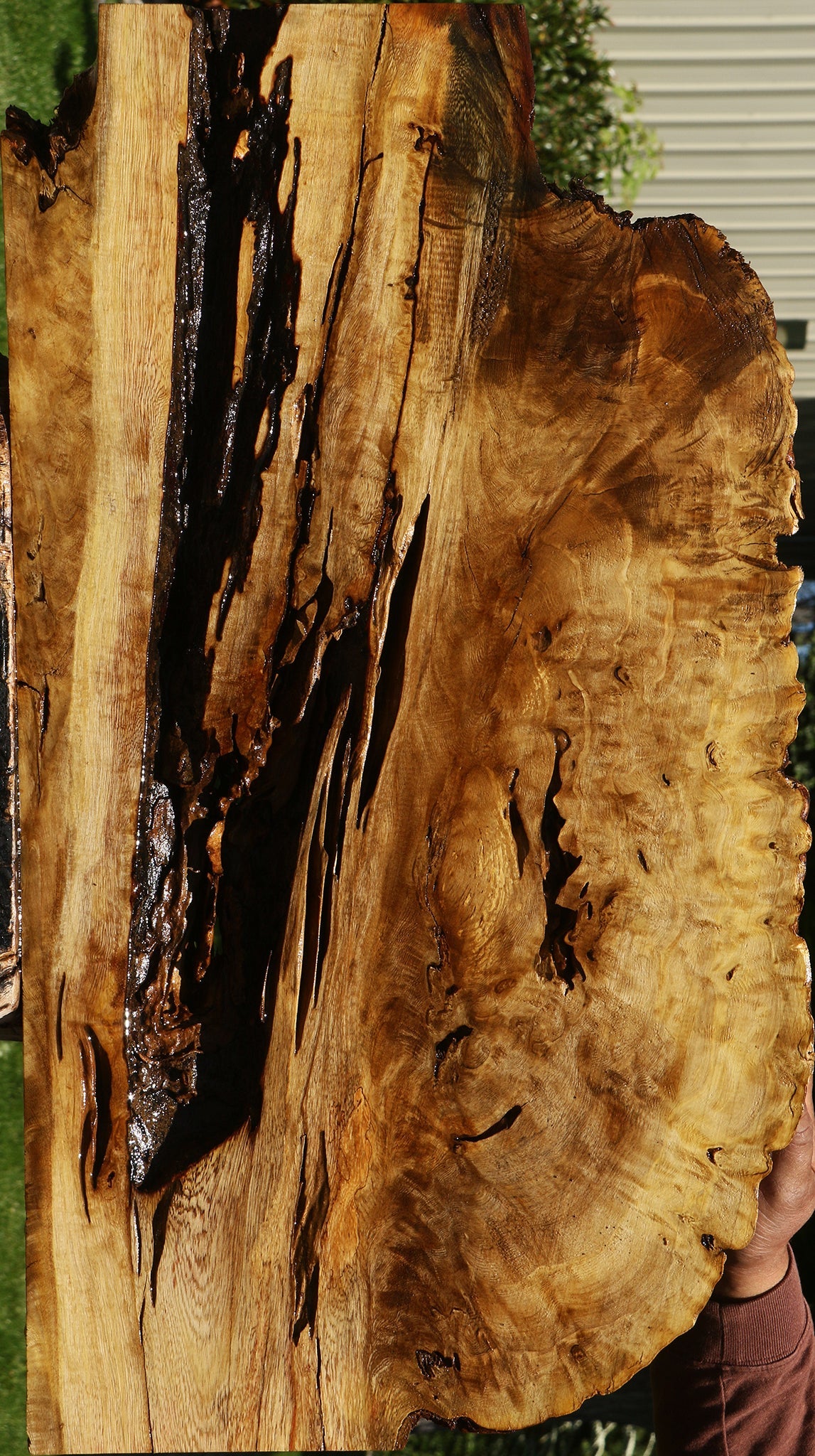 Rustic Crepe Myrtle Burl Live Edge Mini Slab