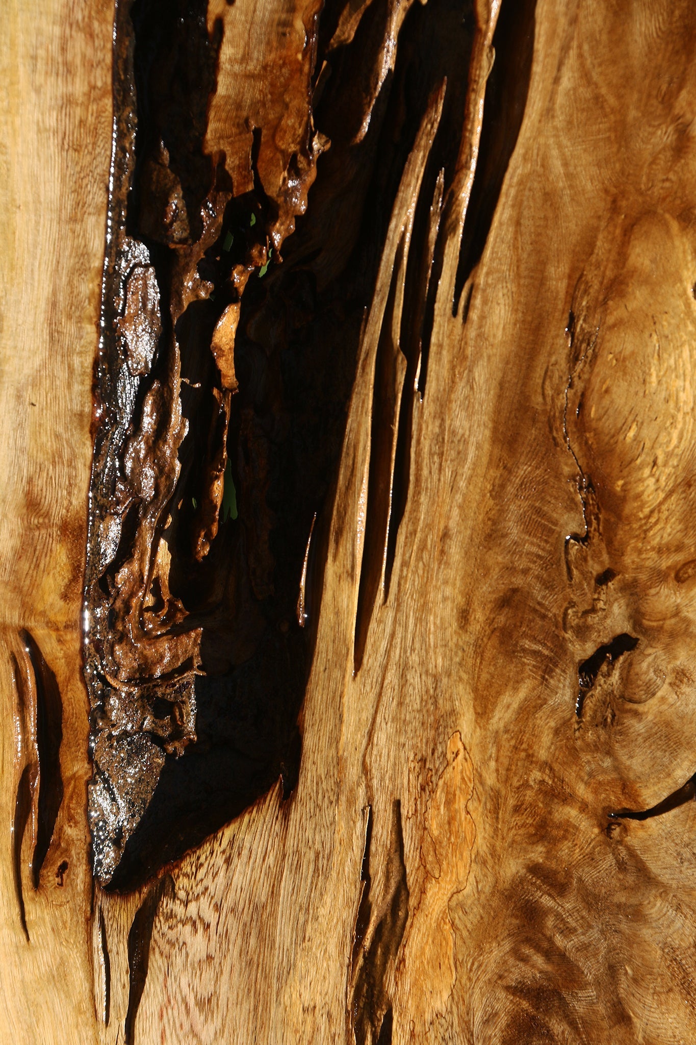 Rustic Crepe Myrtle Burl Live Edge Mini Slab