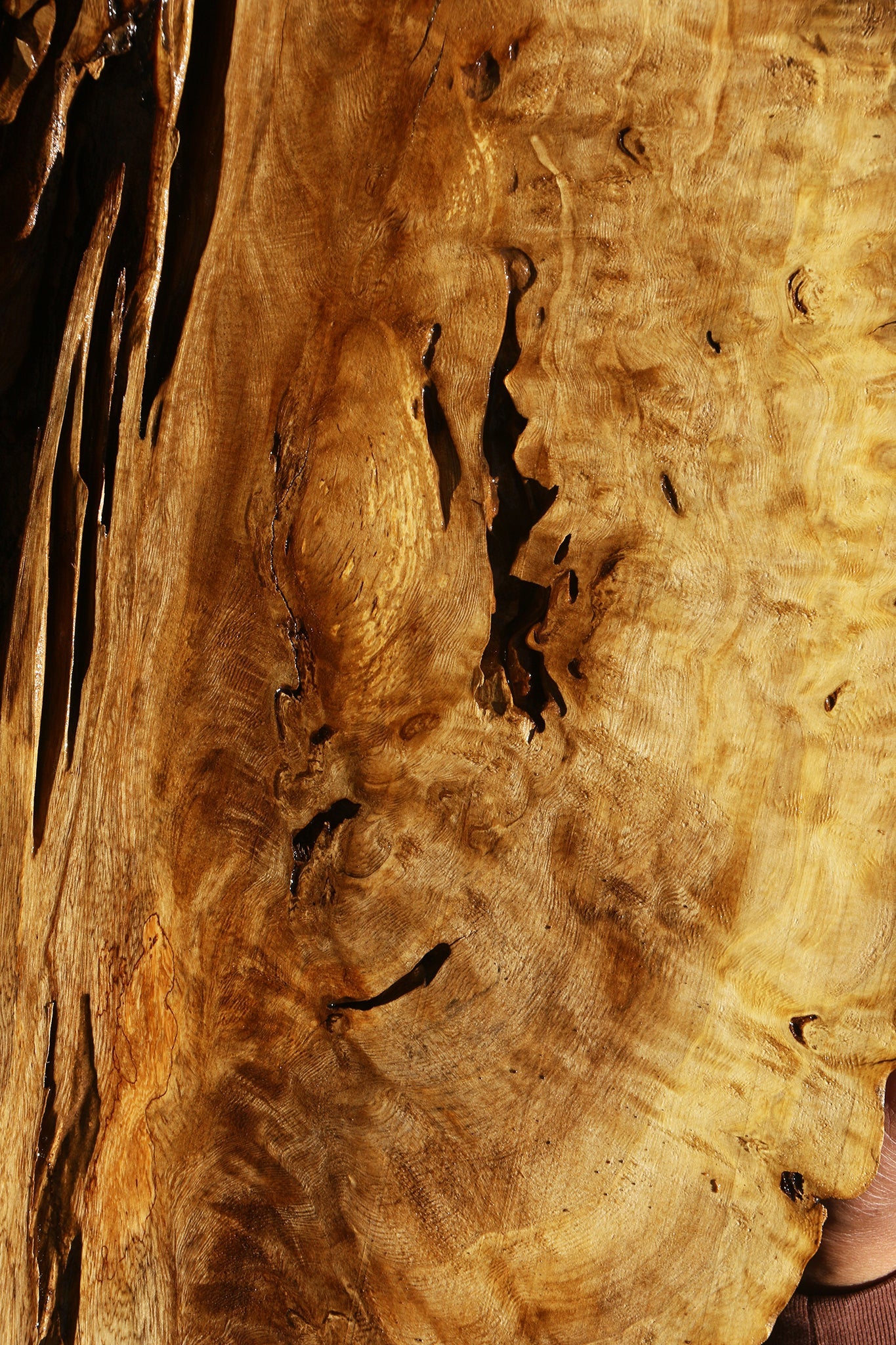 Rustic Crepe Myrtle Burl Live Edge Mini Slab