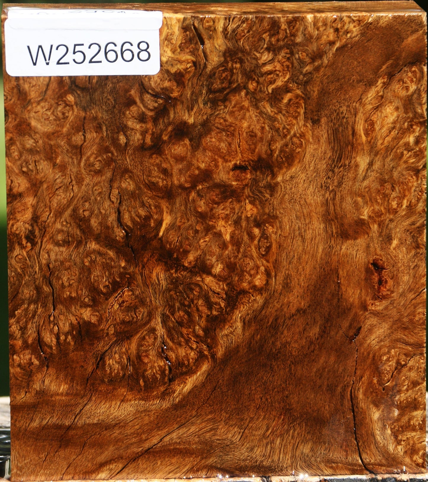 Almond Burl Turning Blank