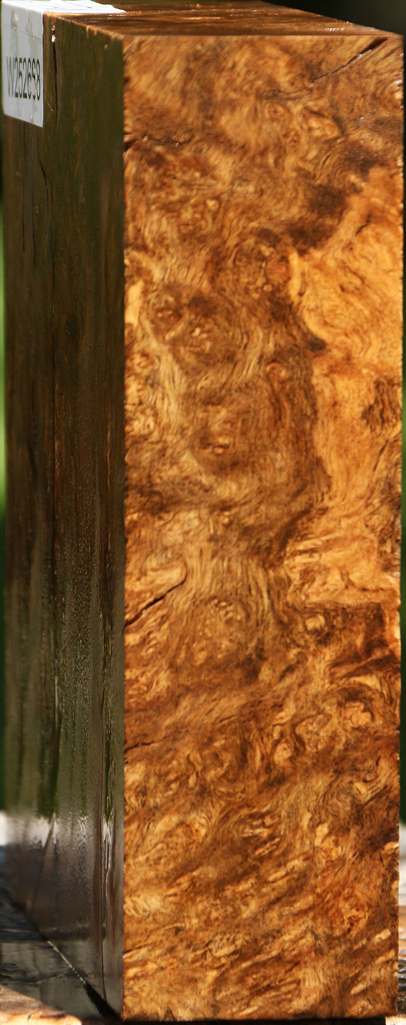 Almond Burl Turning Blank
