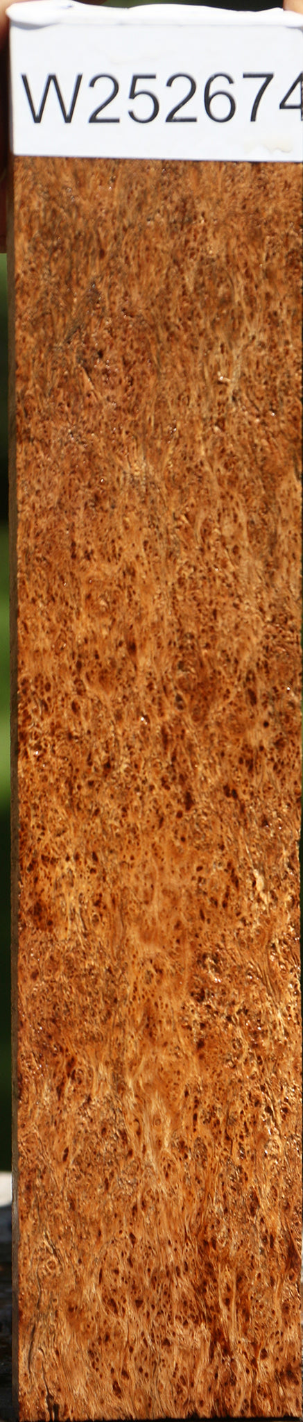 Exhibition Asian Satinwood Burl Lumber
