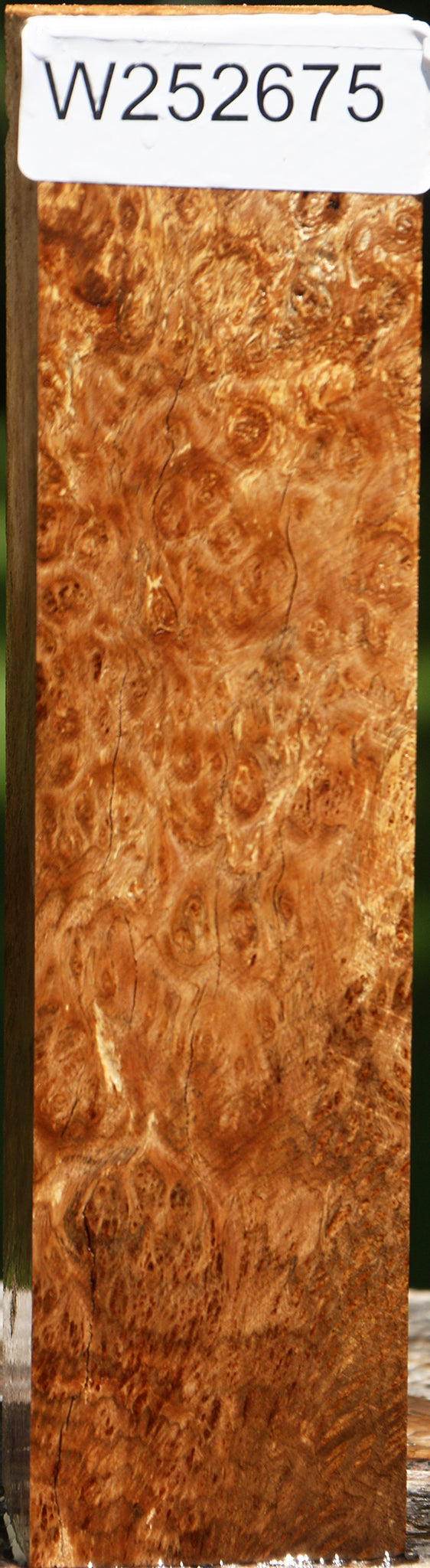 Asian Satinwood Burl Turning Square