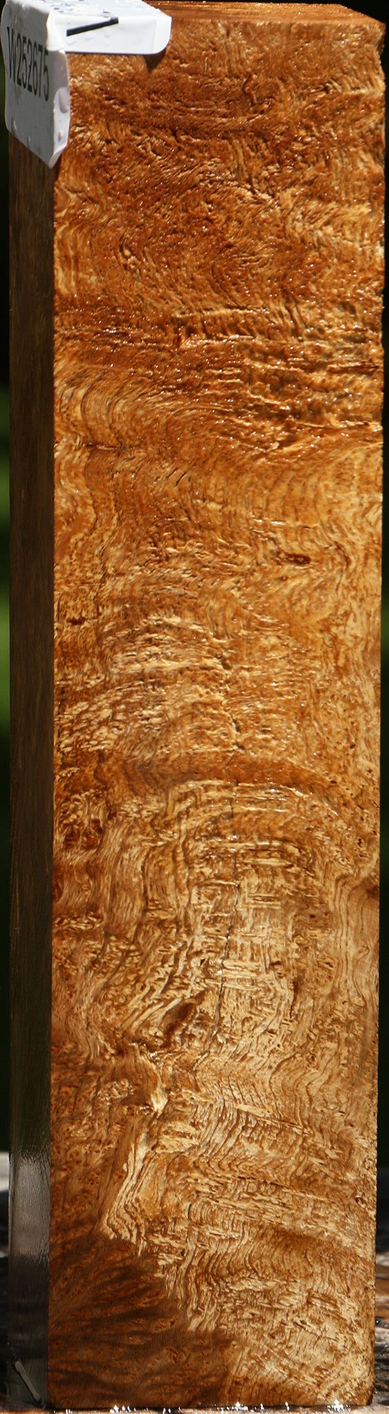 Asian Satinwood Burl Turning Square