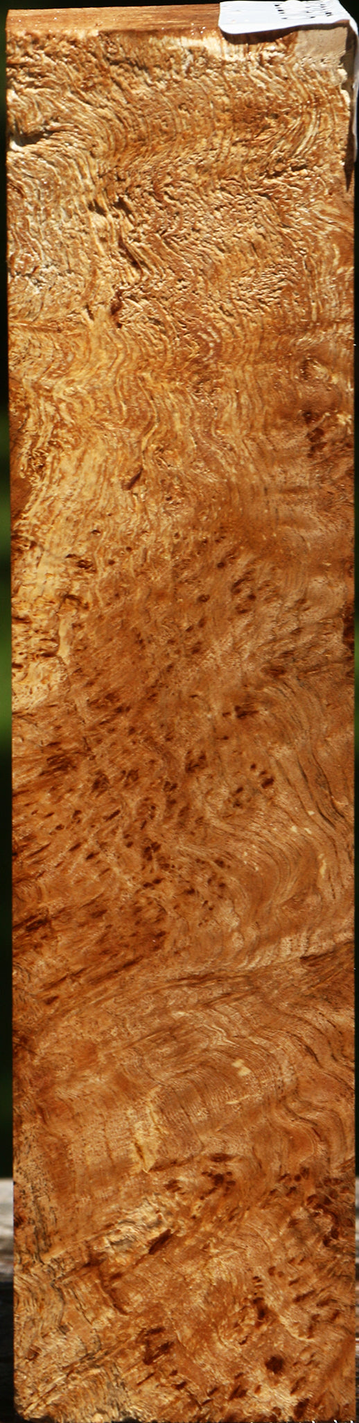 Asian Satinwood Burl Turning Square