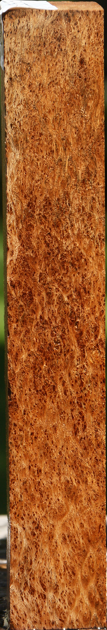 Extra Fancy Asian Satinwood Burl Turning Blank