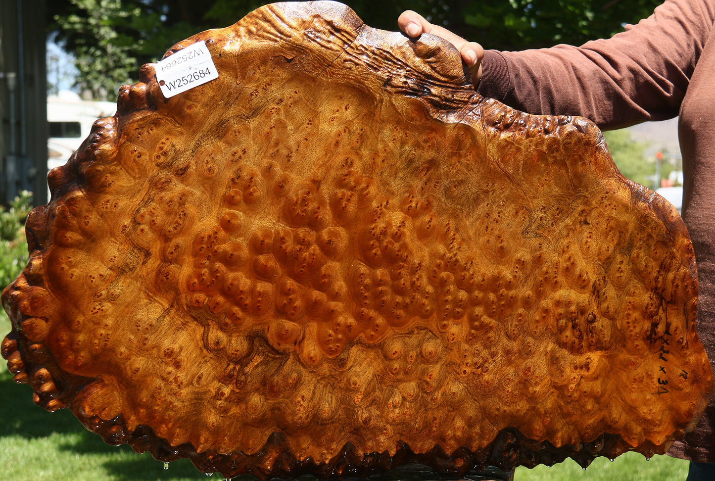 Camphor Burl Cookie