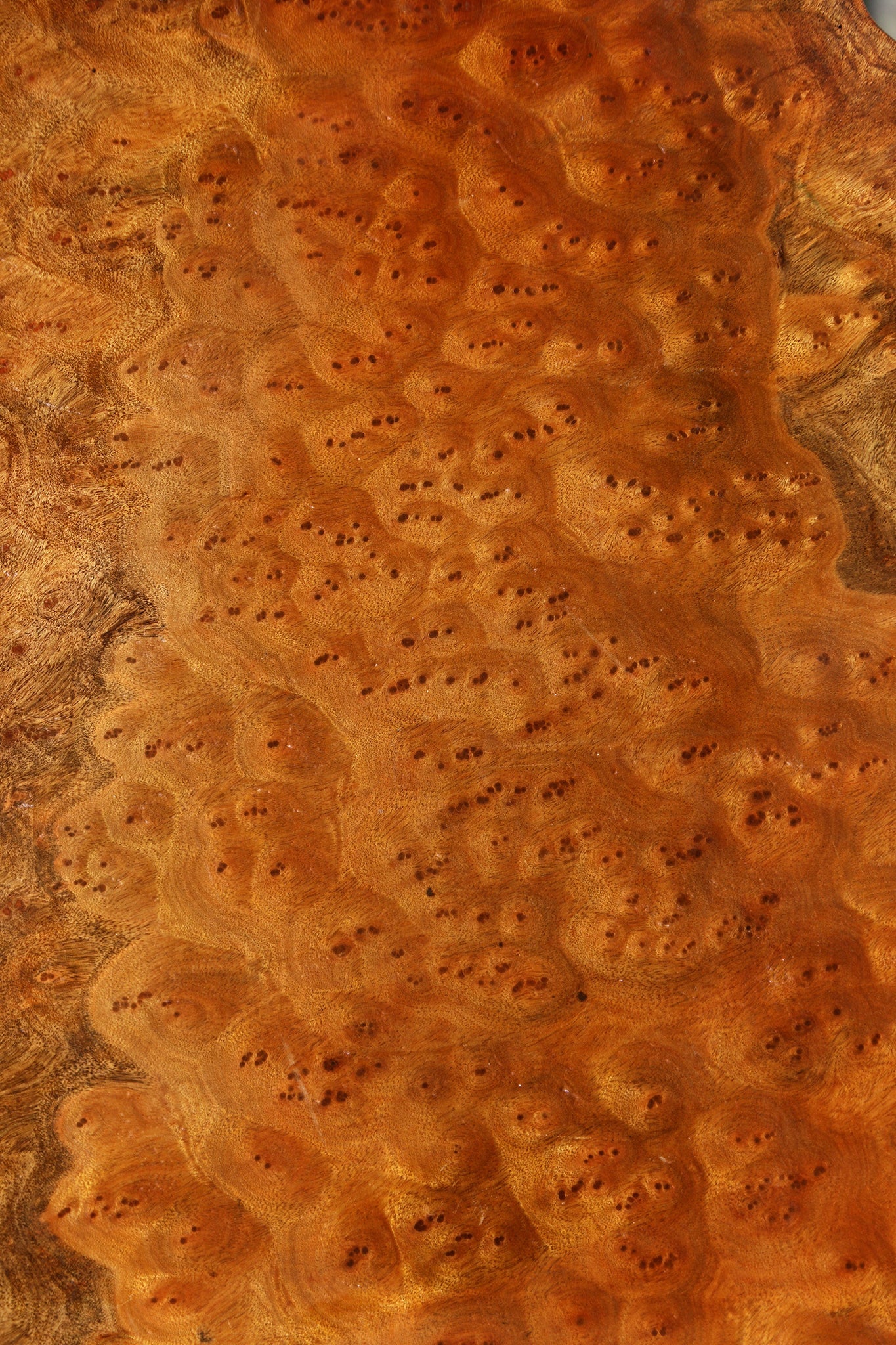 Camphor Burl Cookie