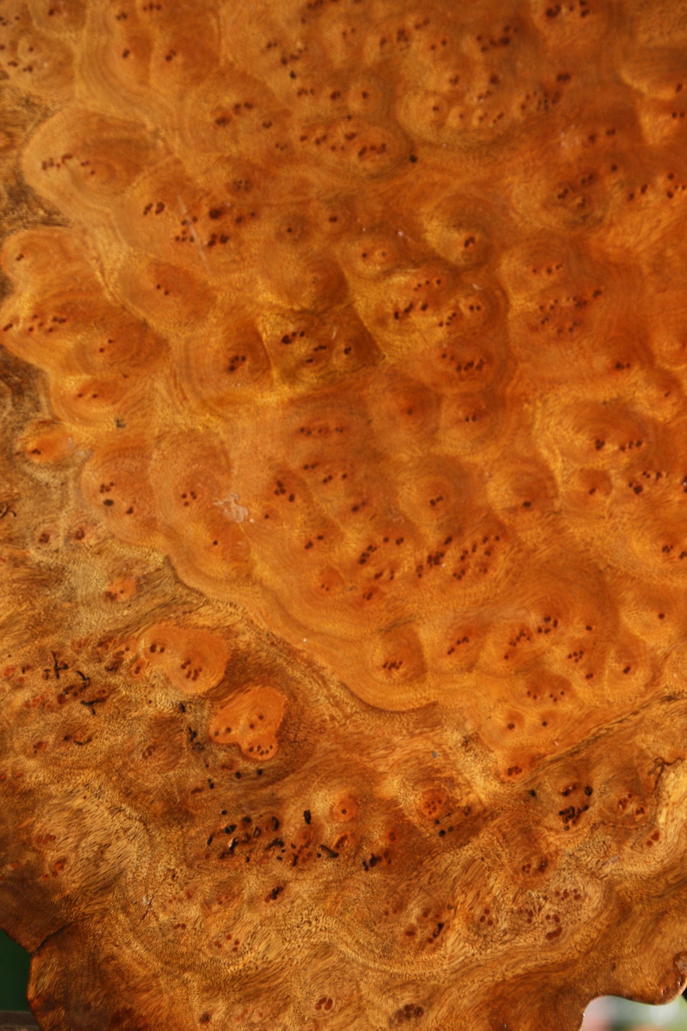 Camphor Burl Cookie