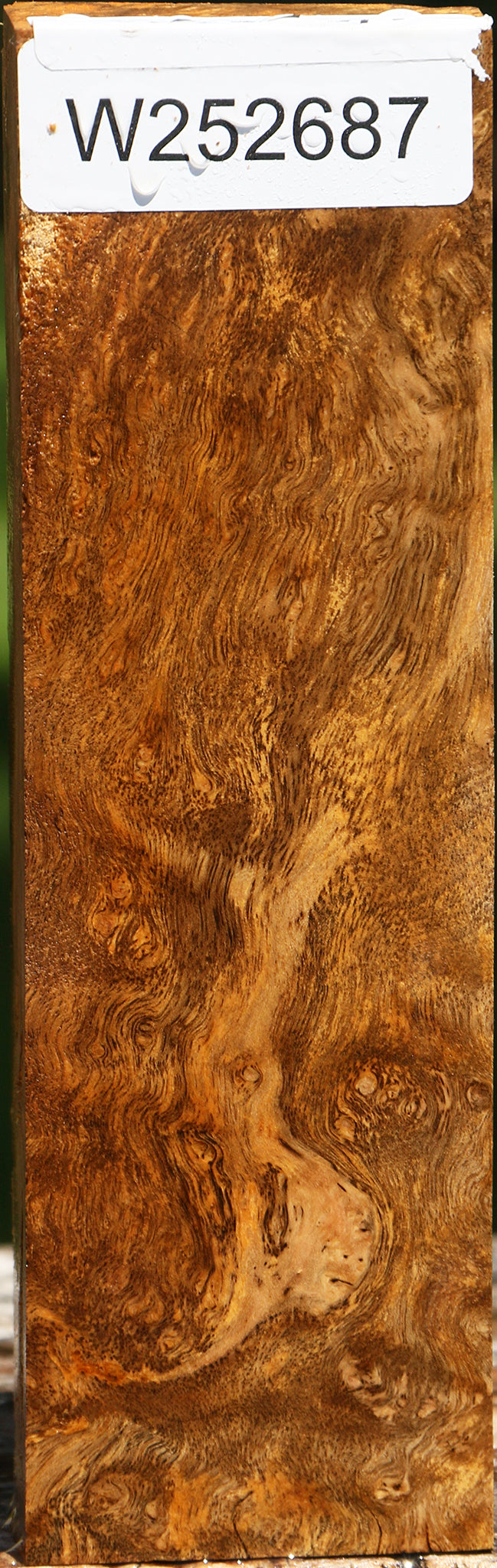 Almond Burl Turning Blank