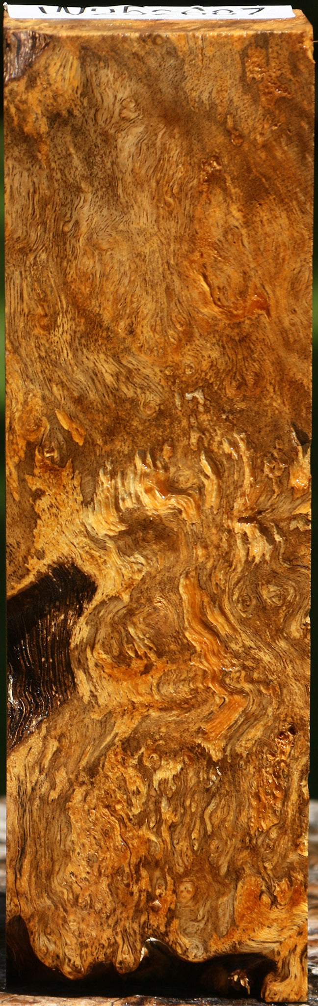 Almond Burl Turning Blank