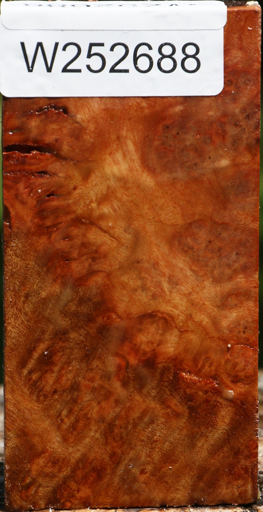 Camphor Burl Lumber