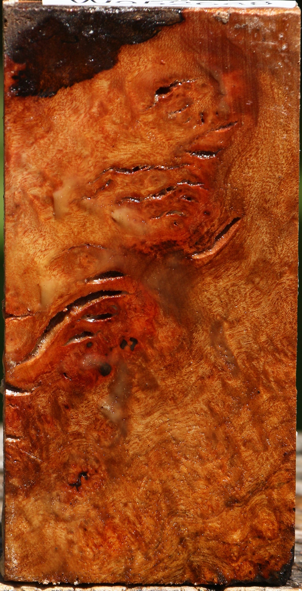Camphor Burl Lumber