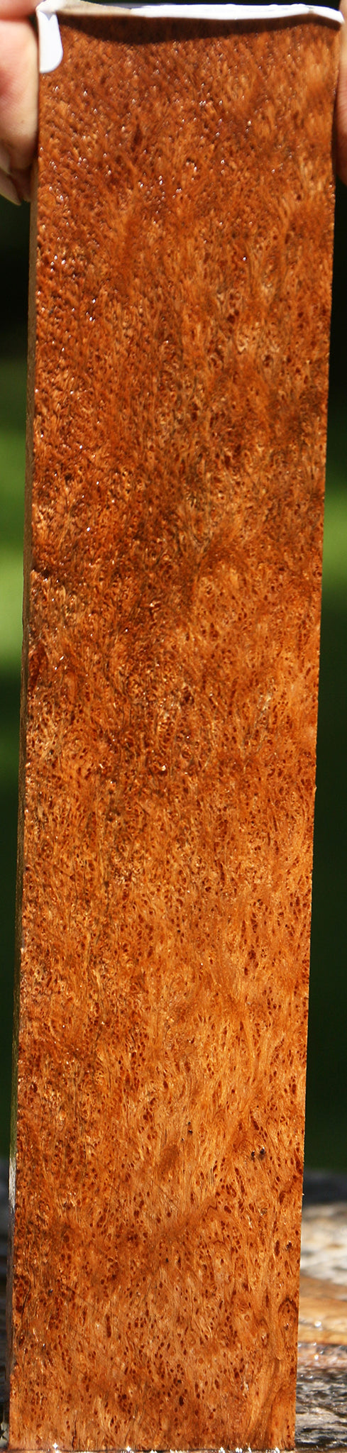 Museum Asian Satinwood Burl Lumber