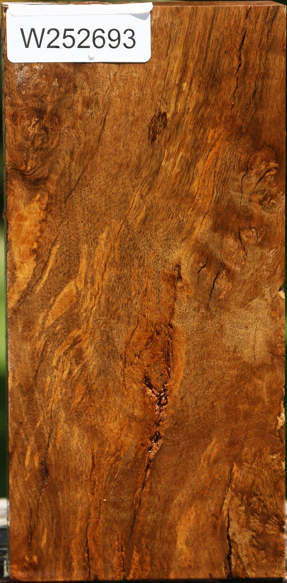 Almond Burl Turning Blank