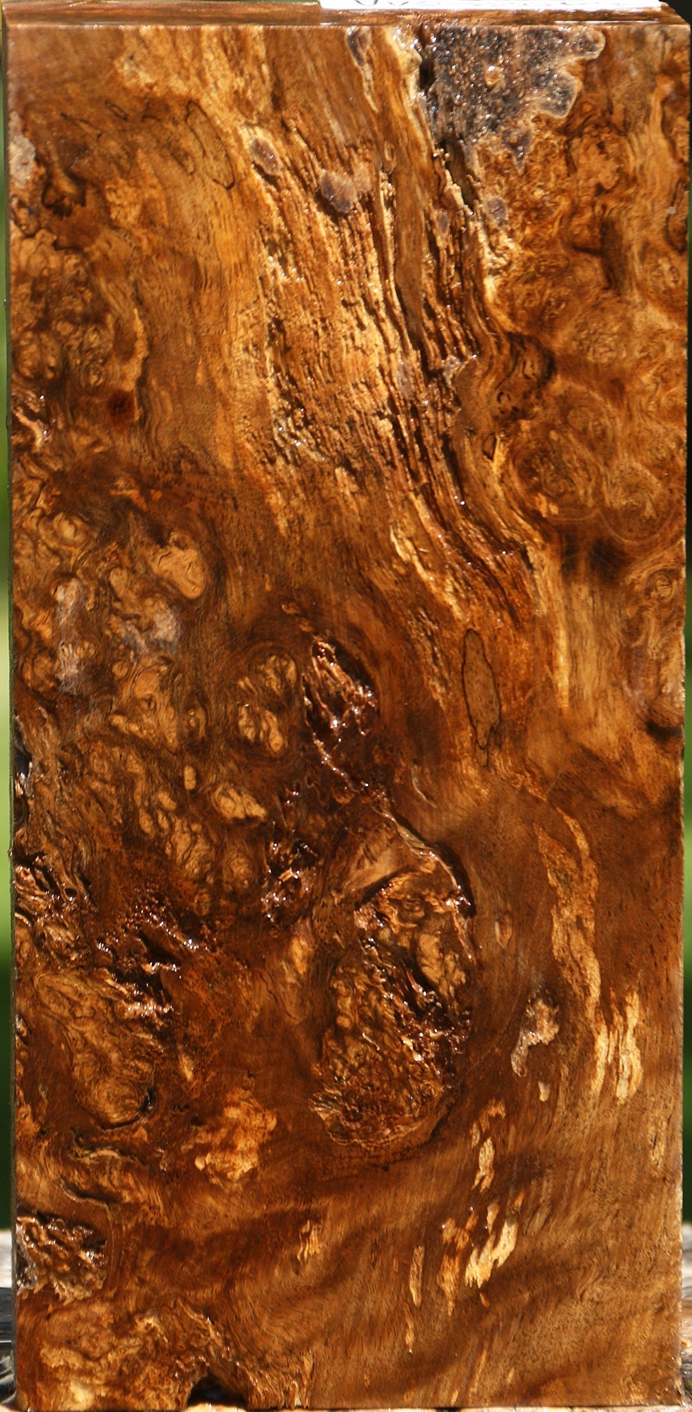 Almond Burl Turning Blank