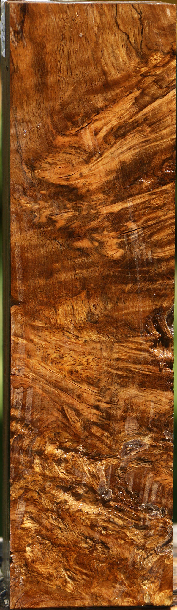 Almond Burl Turning Blank