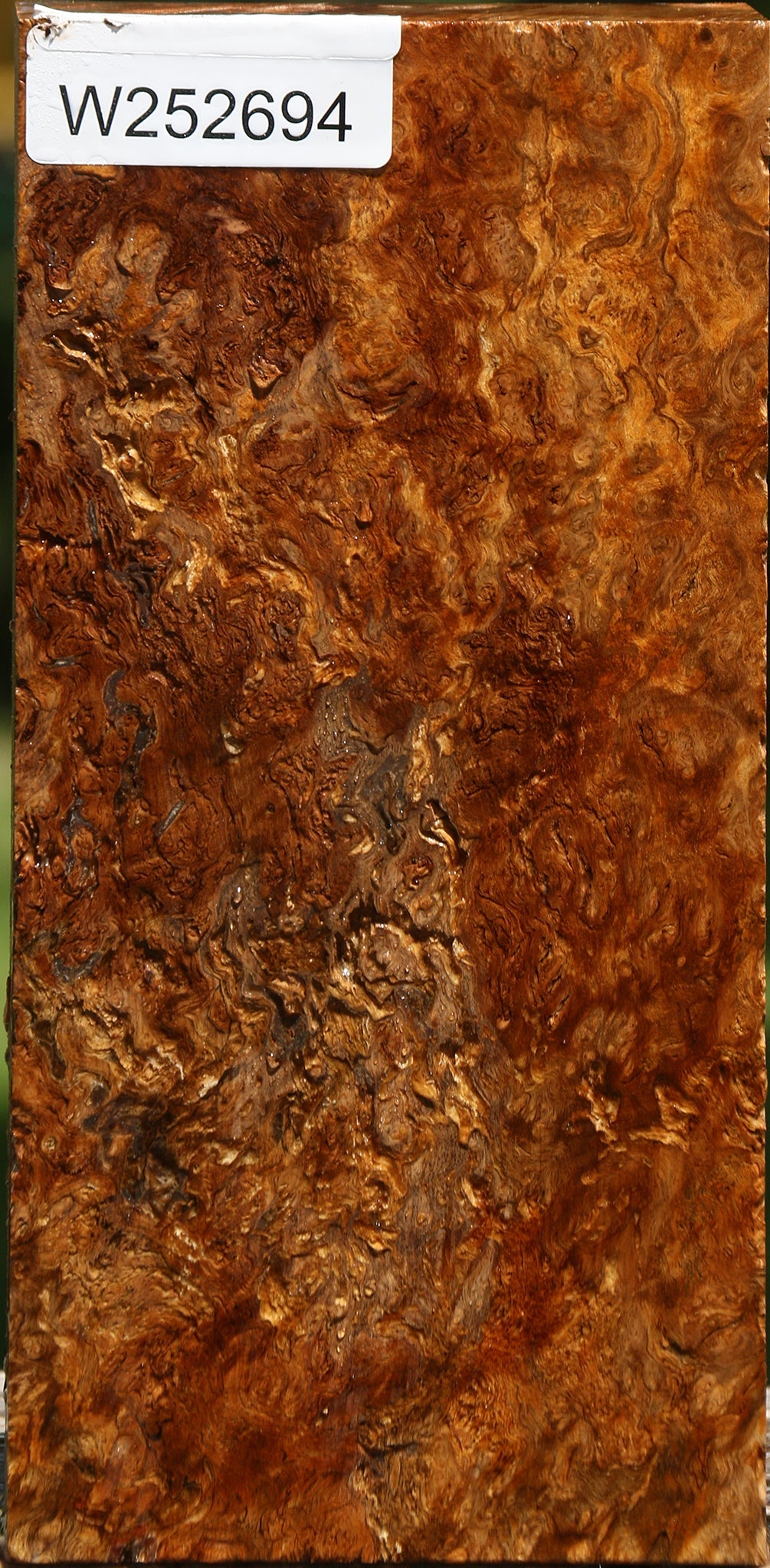 Elm Burl Turning Blank