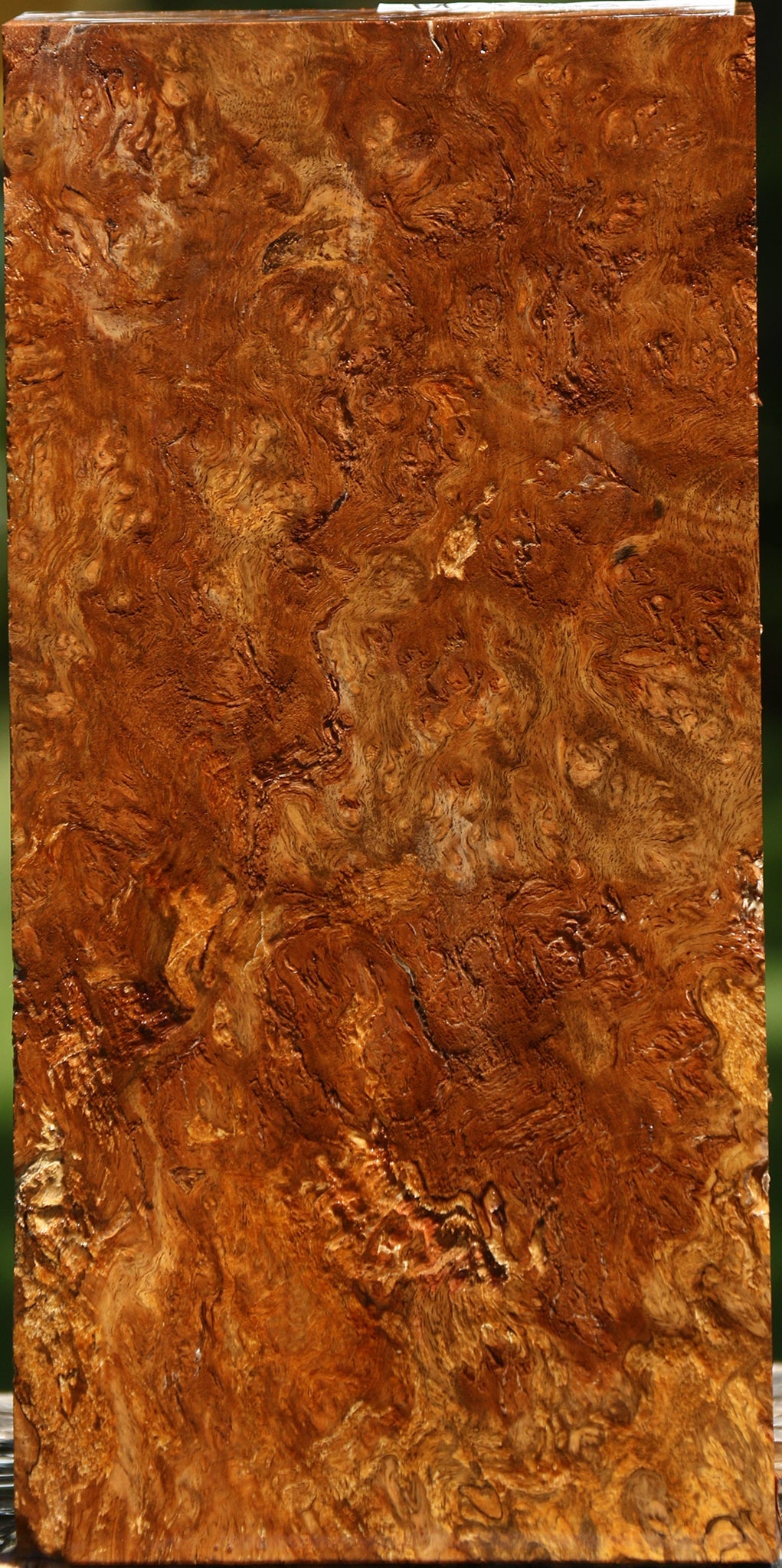 Elm Burl Turning Blank