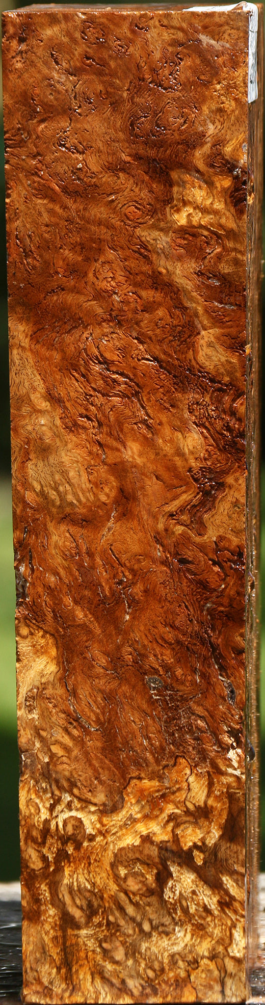 Elm Burl Turning Blank