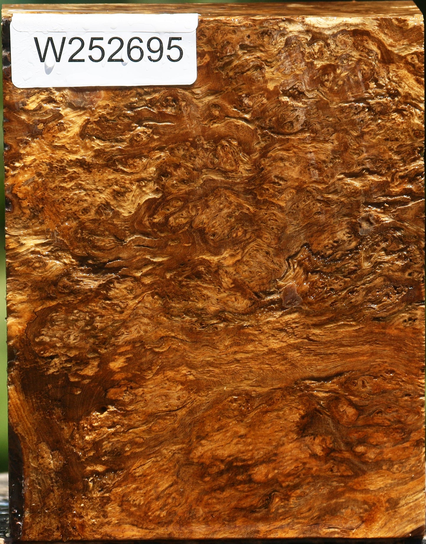 Almond Burl Turning Blank