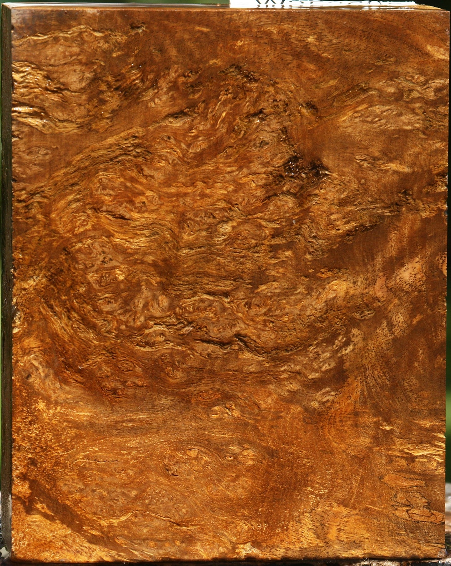 Almond Burl Turning Blank