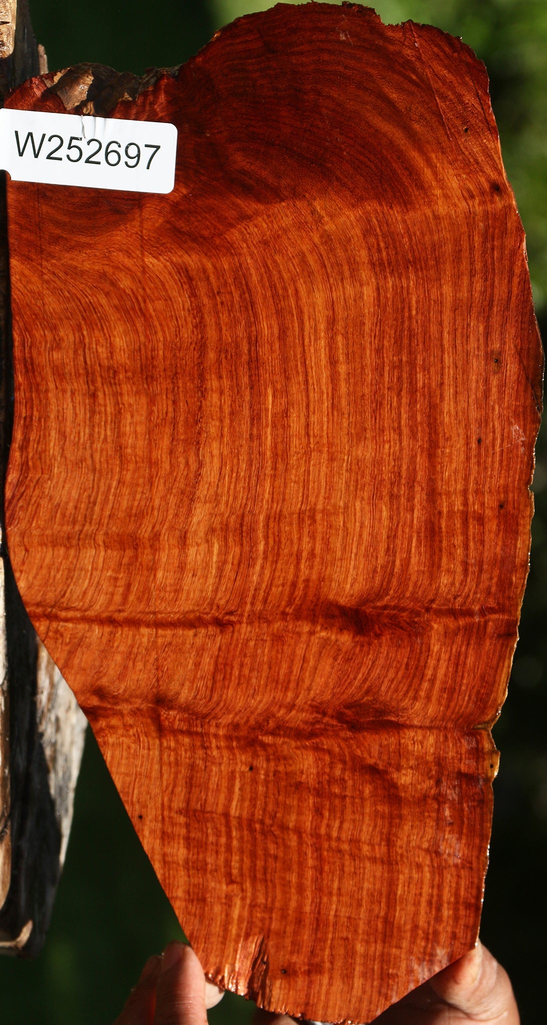 Extra Fancy Curly Narra Live Edge Lumber