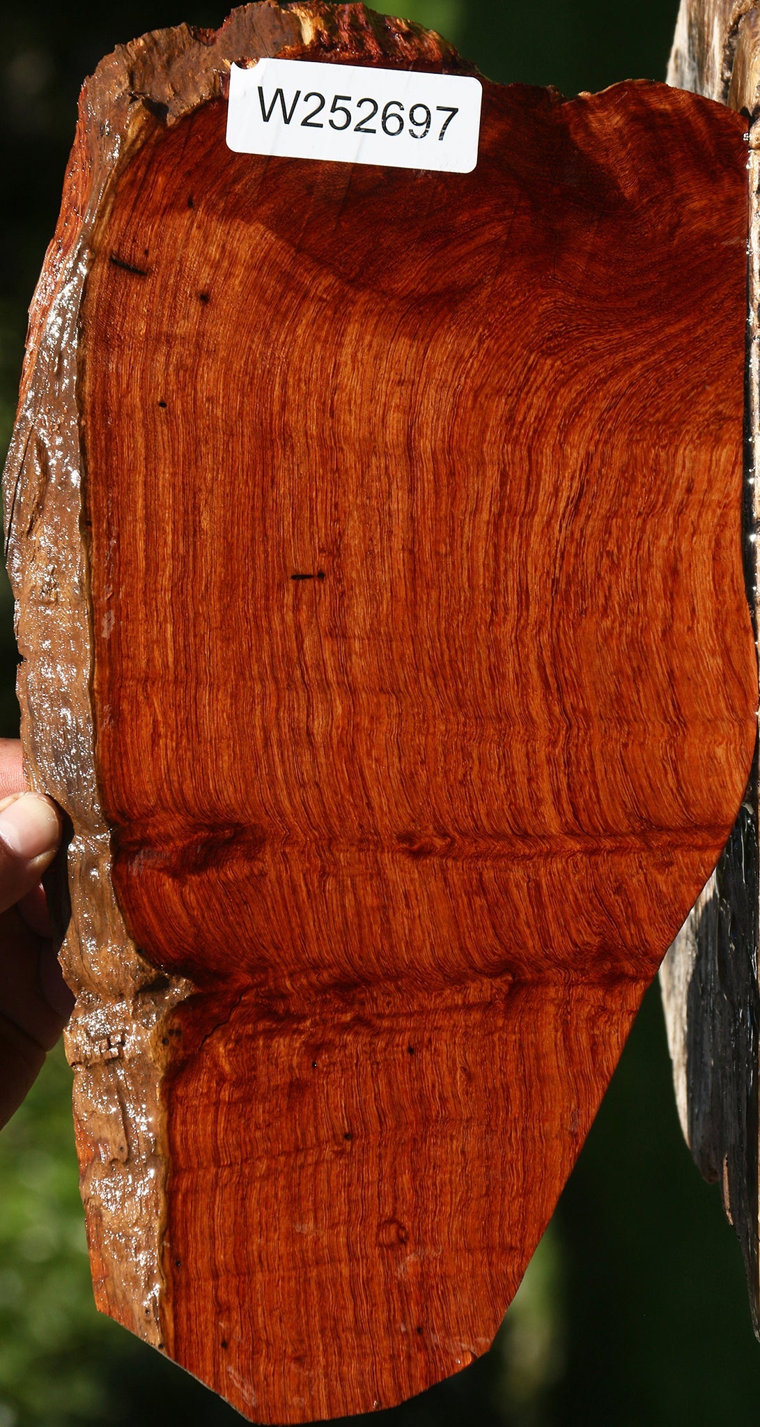 Extra Fancy Curly Narra Live Edge Lumber