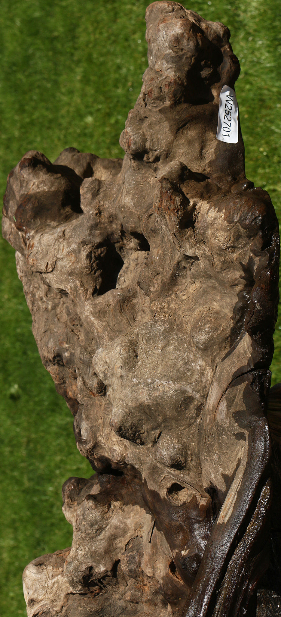 Camphor Burl Live Edge Slab  (Free Shipping Excluded)